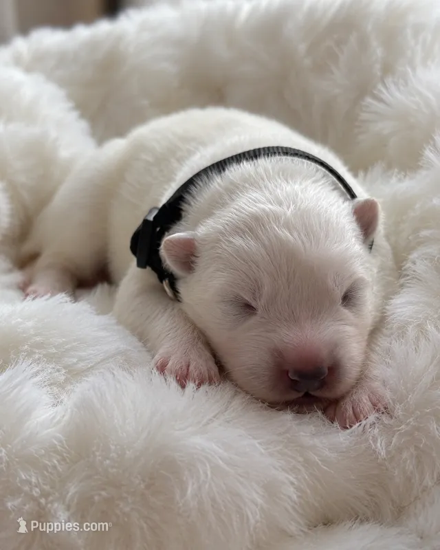 Black Boy – Samoyed puppy for sale in Lakeville, MN