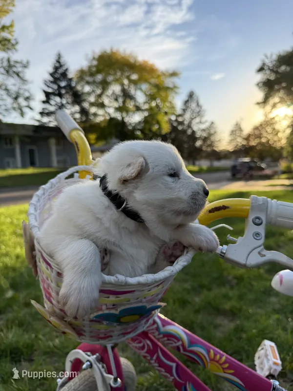 Black Boy – Samoyed puppy for sale in Lakeville, MN