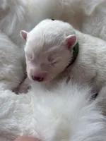 Green Boy, a male Samoyed for sale in Lakeville, MN – 7 of 10