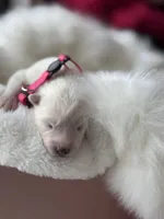 Pink Girl, a female Samoyed for sale in Lakeville, MN – 5 of 10