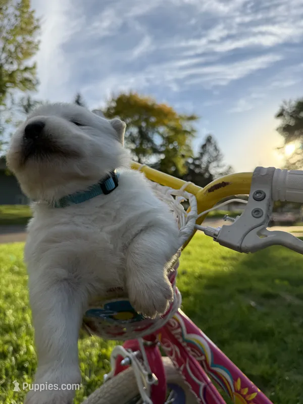 Light Blue Boy – Samoyed puppy for sale in Lakeville, MN