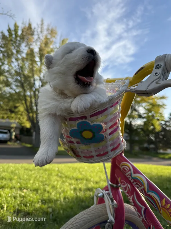 White Girl – Samoyed puppy for sale in Lakeville, MN