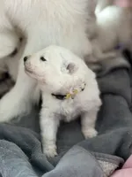 processed/6d11a35d-e48f-482f-88d9-84531793596b/listing/acedfb18-14ce-4882-a236-d95ef4232e71/1d229622-3ac6-4fbf-ad0b-7eed9fb17d4e