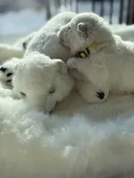 processed/6d11a35d-e48f-482f-88d9-84531793596b/listing/acedfb18-14ce-4882-a236-d95ef4232e71/5250a115-a394-416e-9e87-68f8df0c5d81