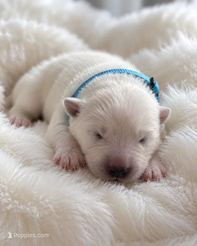 Light Blue Boy – Samoyed puppy for sale in Lakeville, MN