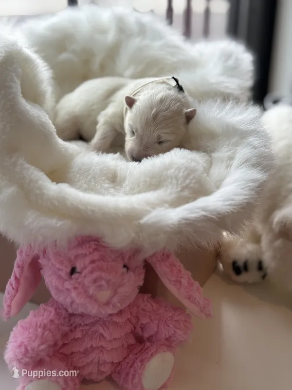 White Girl – Samoyed puppy for sale in Lakeville, MN