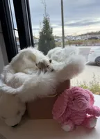 White Girl, a female Samoyed for sale in Lakeville, MN – 2 of 9