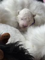 Purple Boy, a male Samoyed for sale in Lakeville, MN – 2 of 8