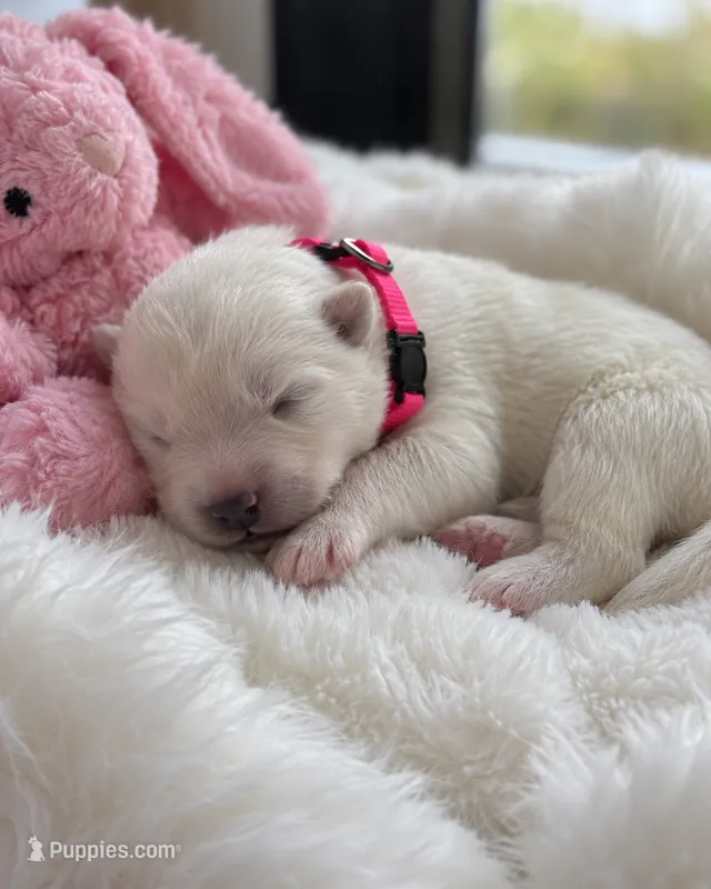 Pink Girl – Samoyed puppy for sale in Lakeville, MN