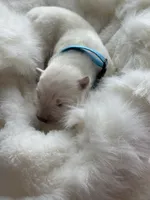 Light Blue Boy, a male Samoyed for sale in Lakeville, MN – 5 of 9