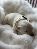 White Girl, a female Samoyed for sale in Lakeville, MN – 6 of 9