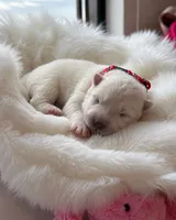 Red Girl, a female Samoyed for sale in Lakeville, MN – 3 of 8