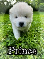 Prince, a male Akita for sale in Fenelton, PA – 9 of 10