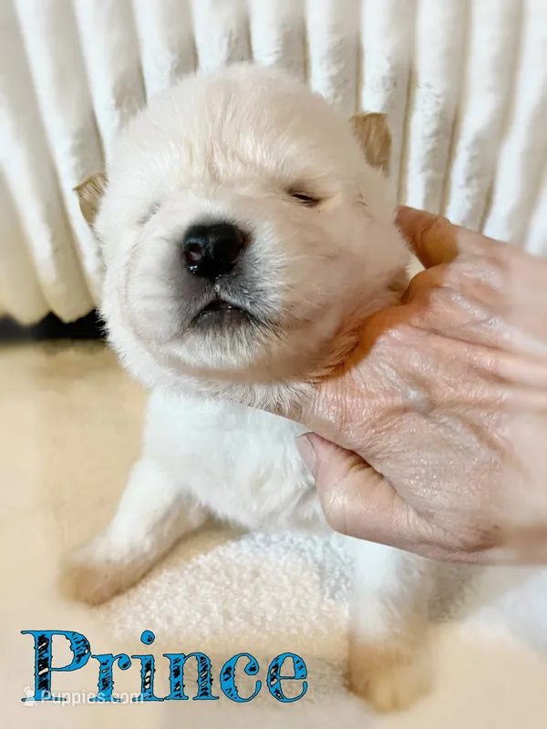 Prince – Akita puppy for sale in Fenelton, PA