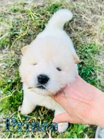 Prince, a male Akita for sale in Fenelton, PA – 2 of 10