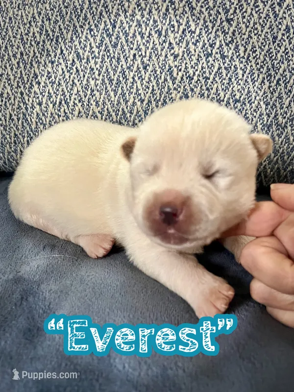 Everest – Akita puppy for sale in Fenelton, PA
