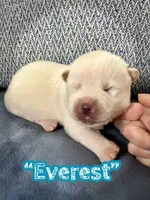 Everest, a male Akita for sale in Fenelton, PA – 1 of 7