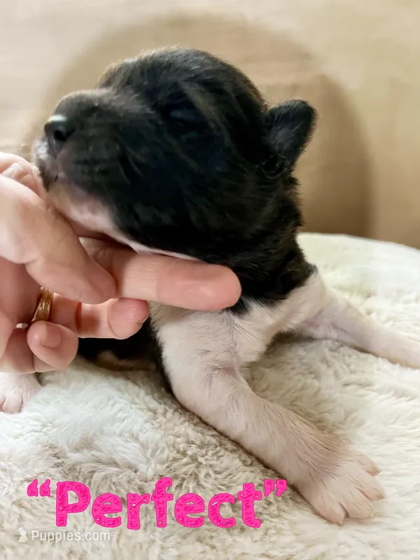 Perfect  – Akita puppy for sale in Fenelton, PA