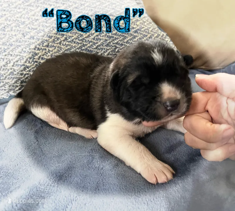 Bond – Akita puppy for sale in Fenelton, PA
