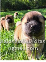 Cowboy, a male Akita for sale in Fenelton, PA – 6 of 7