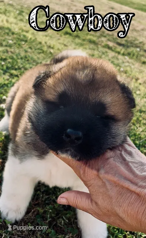 Cowboy – Akita puppy for sale in Fenelton, PA