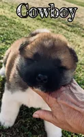 Cowboy, a male Akita for sale in Fenelton, PA – 1 of 8