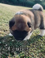 Cowboy, a male Akita for sale in Fenelton, PA – 3 of 8