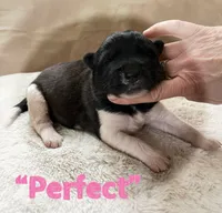 Perfect , a female Akita for sale in Fenelton, PA – 2 of 6