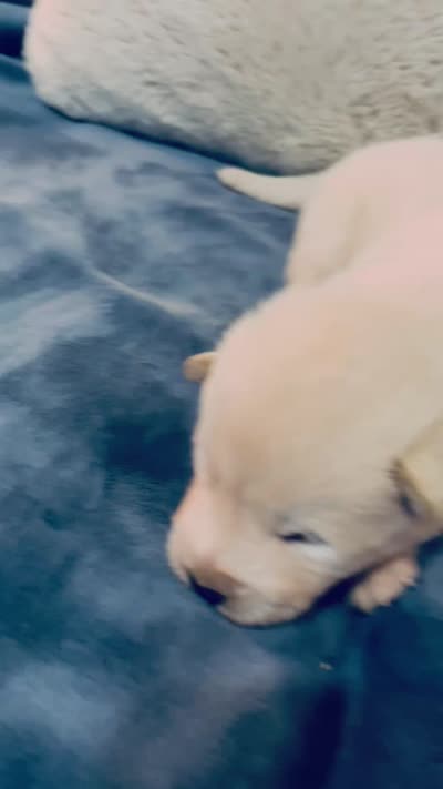 Prince, a male Akita for sale in Fenelton, PA – 9 of 9