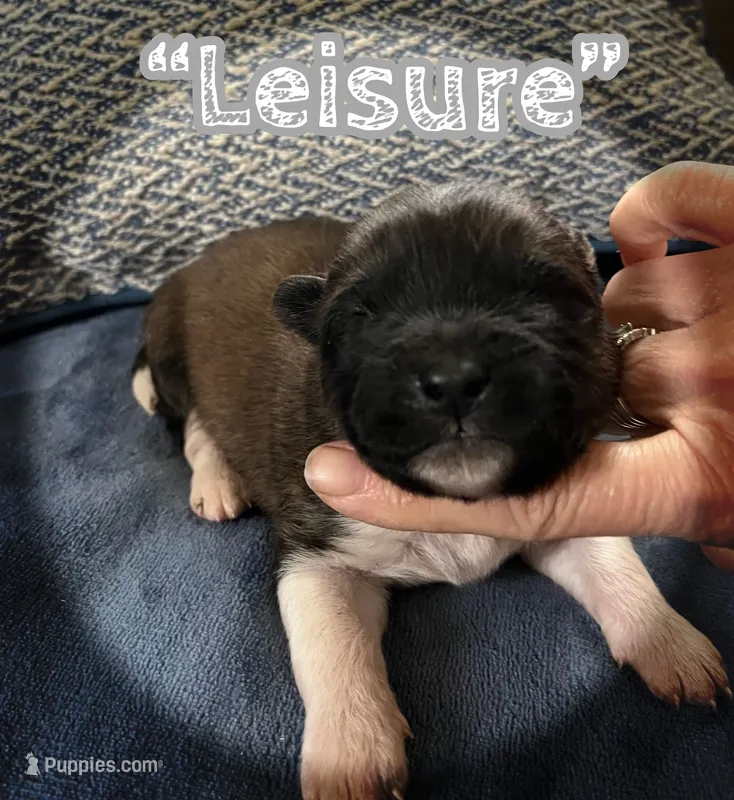 Leisure – Akita puppy for sale in Fenelton, PA
