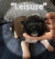 Leisure, a male Akita for sale in Fenelton, PA – 1 of 6