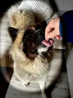 Kessed AKC American Akita Girl, a female Akita for sale in Fenelton, PA – 5 of 6