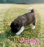 Perfect , a female Akita for sale in Fenelton, PA – 3 of 9