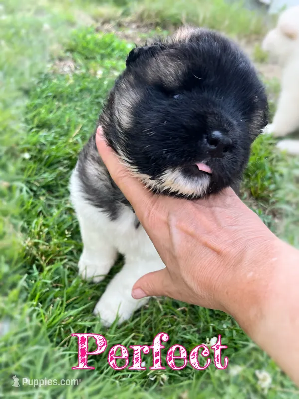Perfect  – Akita puppy for sale in Fenelton, PA