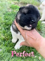 Perfect , a female Akita for sale in Fenelton, PA – 1 of 9