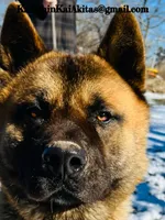 Bond, a male Akita for sale in Fenelton, PA – 6 of 6