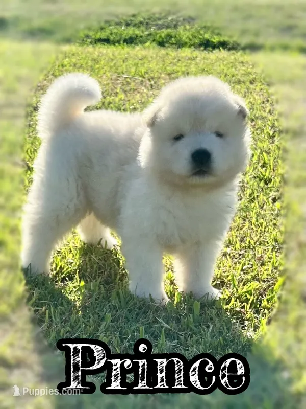 Prince – Akita puppy for sale in Fenelton, PA