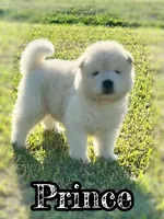 Prince, a male Akita for sale in Fenelton, PA – 1 of 10