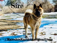 Perfect , a female Akita for sale in Fenelton, PA – 5 of 6