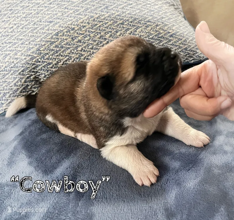 Cowboy – Akita puppy for sale in Fenelton, PA