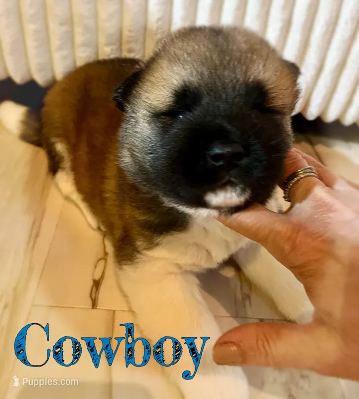 Cowboy – Akita puppy for sale in Fenelton, PA