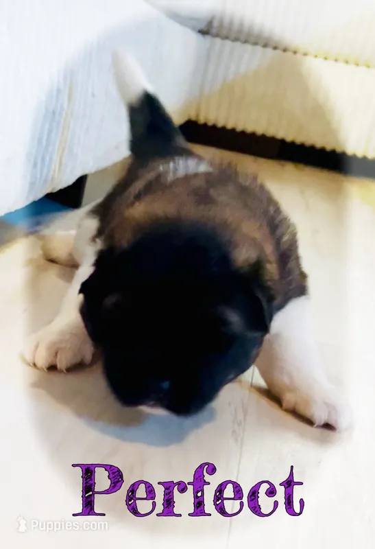 Perfect  – Akita puppy for sale in Fenelton, PA