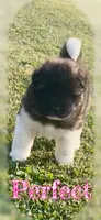 Perfect , a female Akita for sale in Fenelton, PA – 4 of 9