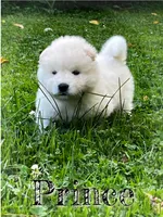 Prince, a male Akita for sale in Fenelton, PA – 8 of 10