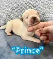 Prince, a male Akita for sale in Fenelton, PA – 2 of 9