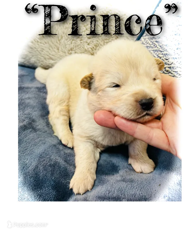 Prince – Akita puppy for sale in Fenelton, PA
