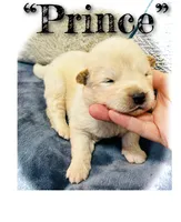 Prince, a male Akita for sale in Fenelton, PA – 1 of 9