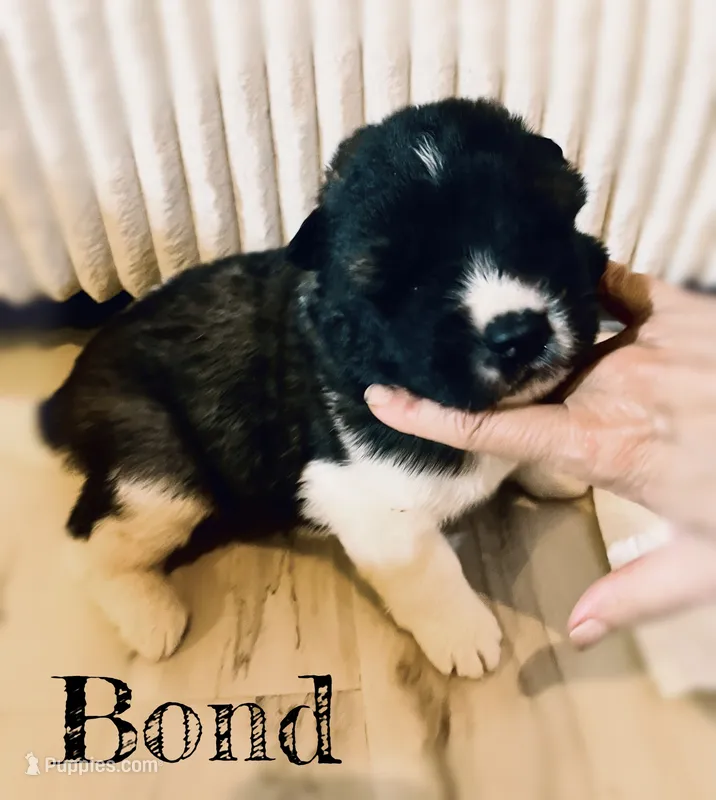 Bond – Akita puppy for sale in Fenelton, PA