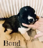 Bond, a male Akita for sale in Fenelton, PA – 1 of 8