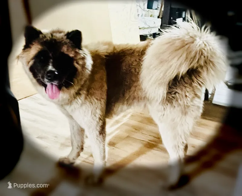 Kessed AKC American Akita Girl – Akita puppy for sale in Fenelton, PA